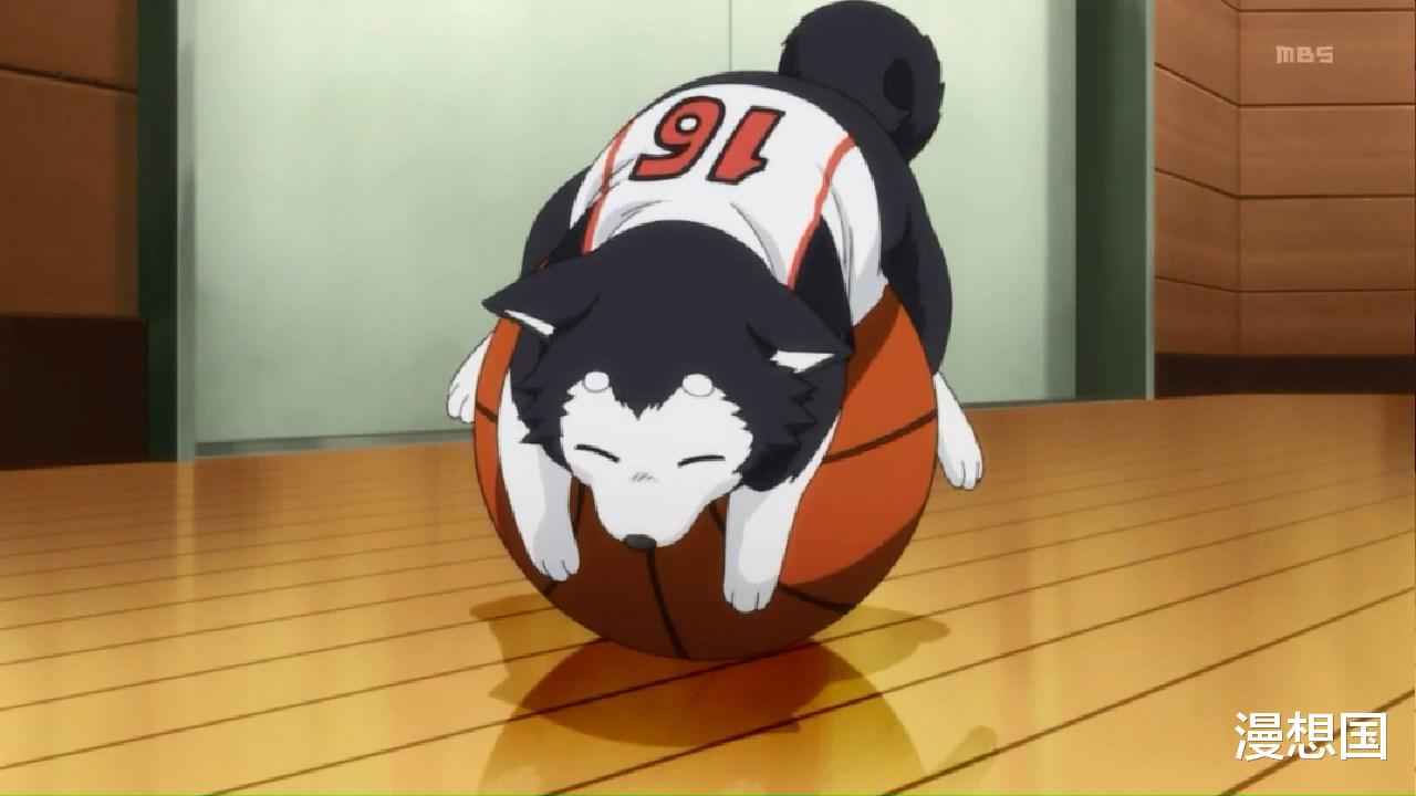 纳兹|盘点10大动漫中的萌宠排行！你最喜欢哪个？