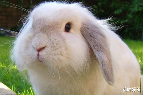 生肖|3大生肖：是2021年财富增长榜前三名，事业如有神助，看看有你吗