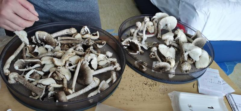 羊城派 警惕！中山惊现大群剧毒鹅膏菌