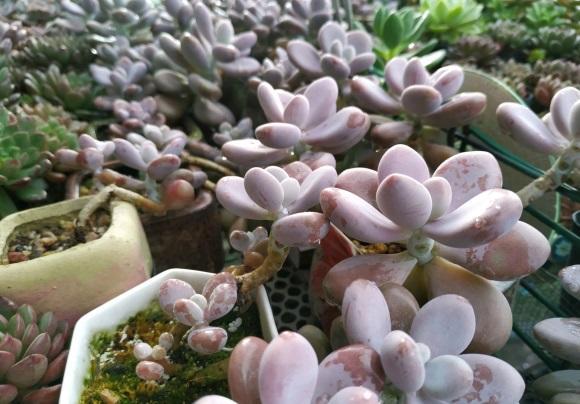 向阳园艺|连续十多天,平均气温30度,1个月没浇水,幸好最近下雨了