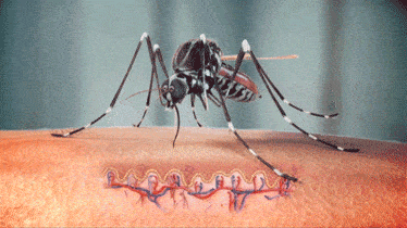 情微说|蚊子的存在有何意义？若将其全部灭绝，会有什么严重后果？