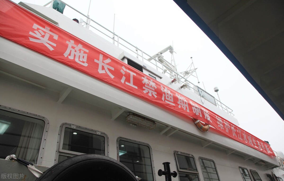 长江|城市内河鱼群扎堆！多年未见！钓鱼人表示：心情澎湃