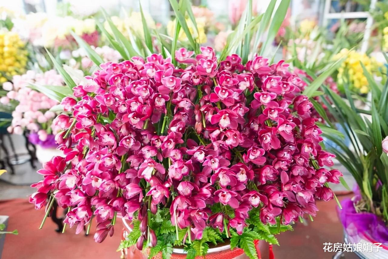 家居环境里养这2种花卉,不占空间还能净化空气,提升家居品味