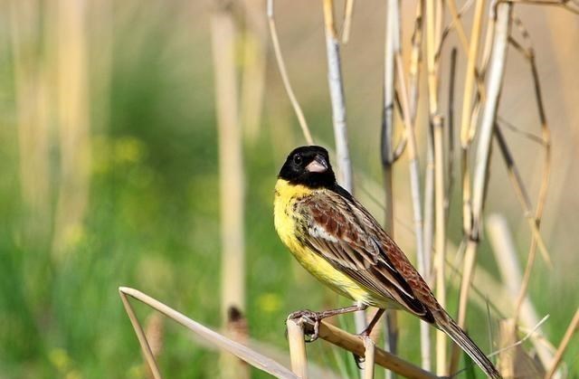 家有二宝育儿|比大熊猫还珍稀！云南发现极危物种黄胸鹀，为何13年连升五级？
