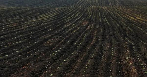 90后宝妈经验|“黑色产业”浮出水面,东北黑土正在被贱卖,有人净赚十多万