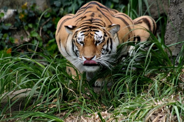 老虎 同为猫科动物，猫和老虎到底有什么区别？