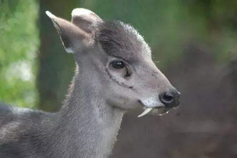麋鹿 南亚地区有一种“鬼”鹿，为何消失60年，又重新被人们发现