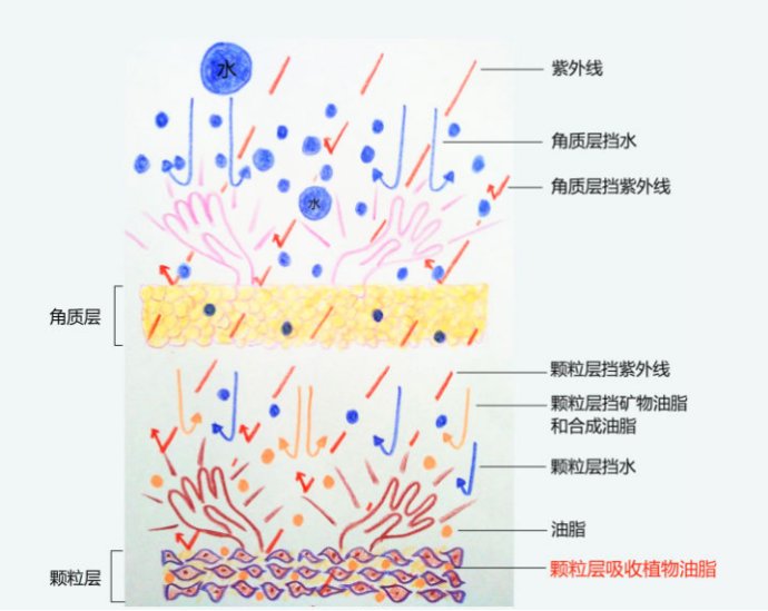 眼影 了解皮肤才能更好地美容护肤
