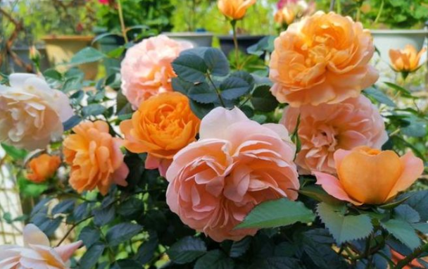 判达说事 两周后，念念不忘，一如既往，月老点名相助，有望与旧爱破镜重圆