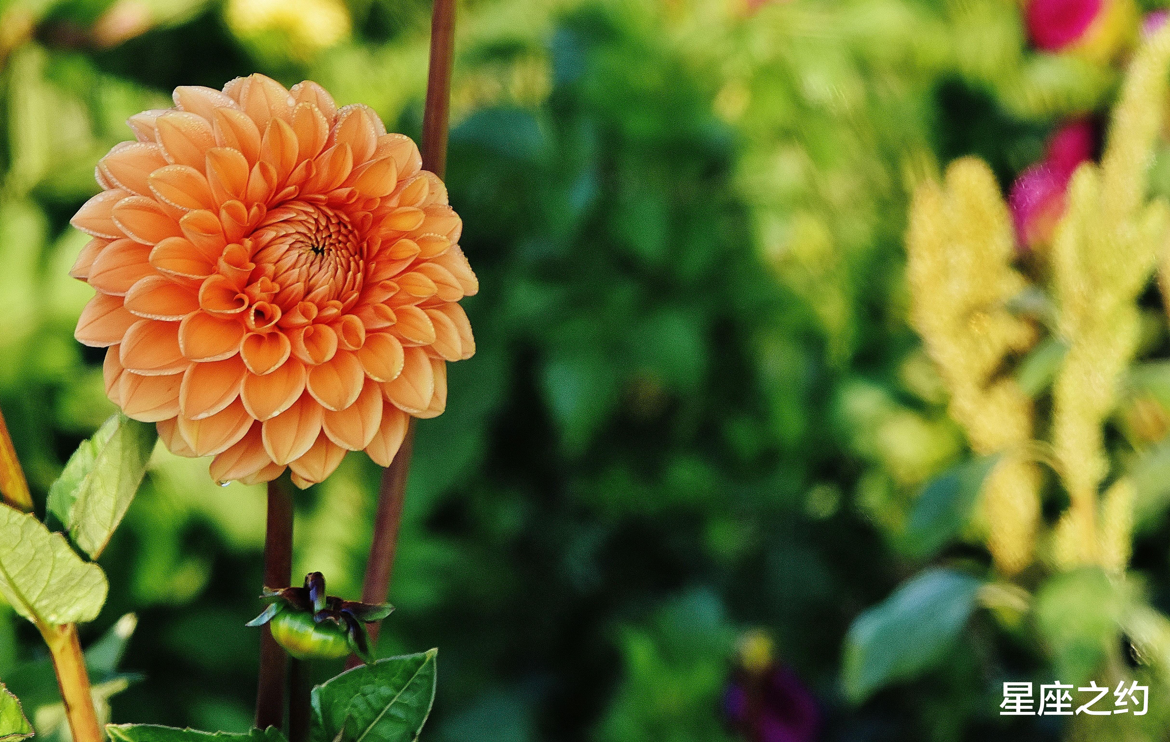 张敏|2月17日星座运势：双子全力以赴，天秤挖掘潜力，双鱼取长补短