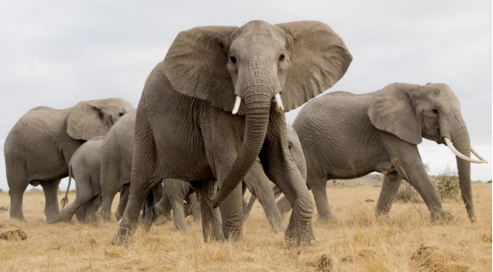 大象 明明是食草动物,为何大象能杀死鳄鱼?它们真的没有天敌吗?