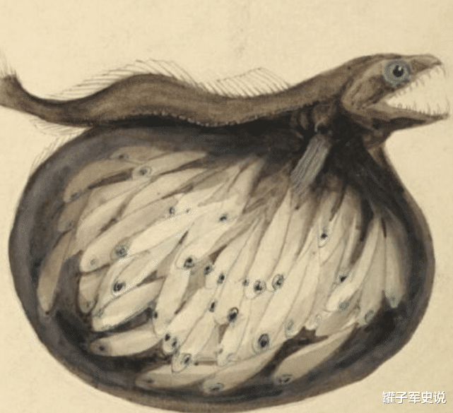 电影 地球上恐怖的吞噬者，外形奇特，能吞下比自己大10倍的物种