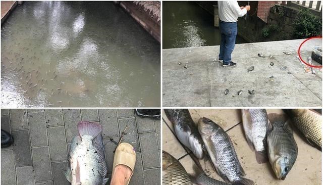 广州市|实拍广州城中村河道,野生鱼成灾,有人一天钓几十斤,却踩死丢弃