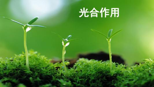 光合作用机理是当代科技八大难题之首, 解决成为难题!