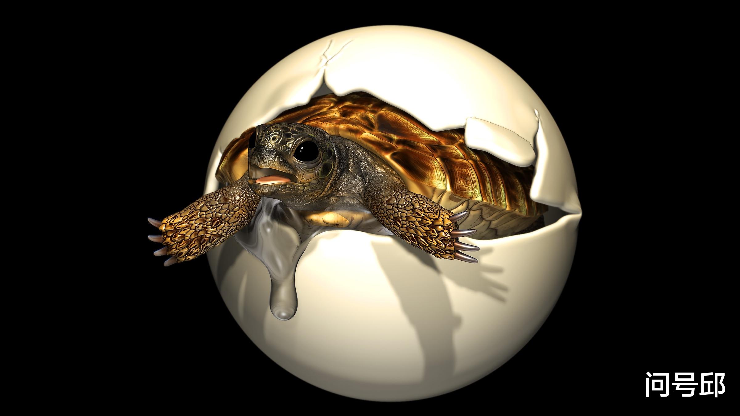 珊瑚 恐龙时代的罕见龟蛋化石：由人类大小的南雄龟产下
