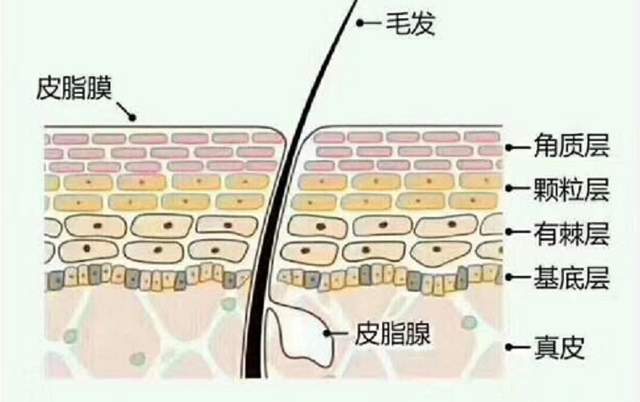 护肤品 什么是真正的敏感肌护肤品？敏感肌用什么护肤品好？