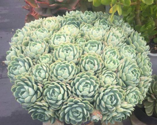 植萌|多肉度夏小经验,这4点做好,不用担心多肉度夏难