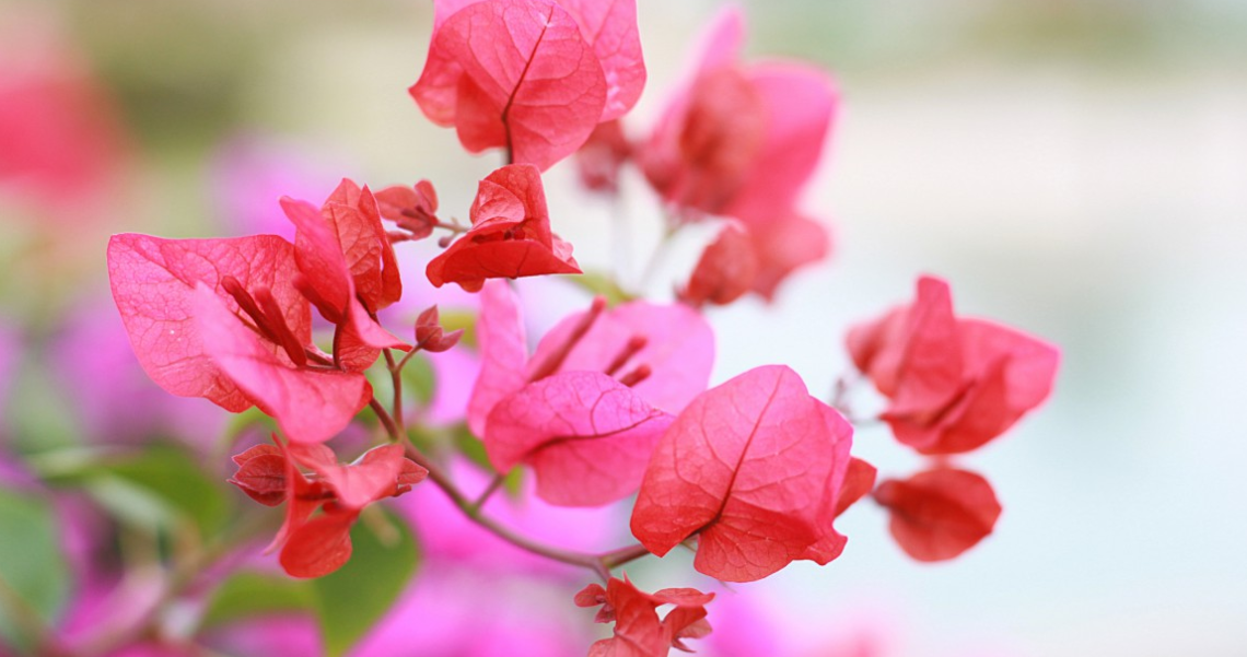 生肖|6月底，再度牵手，与爱相拥，忠贞不二，3生肖桃花入命，再续深情