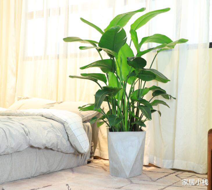 打造北欧风家居风格,不可忽视绿植的存在,这8种盆栽可以试试