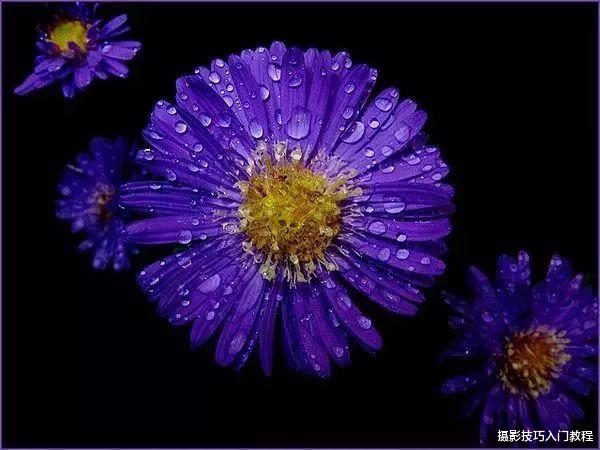 摄影技巧|摄影技巧：小小的水珠，竟然可以拍出这么美的作品，绝了！