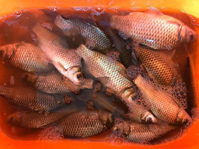 朝鲜|这东西6块钱1斤，钓鲫鱼效果绝佳四季通用，爱钓鲫鱼的你别错过