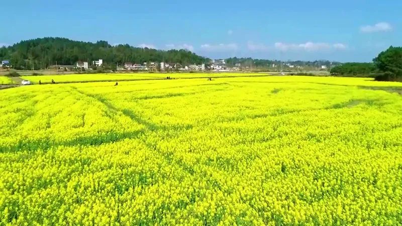 南陵快报 金色花海已上线，快来南陵这地一饱眼福！