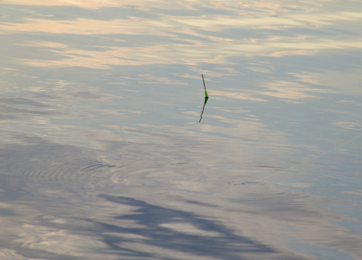 鲫鱼|钓鱼人真的懂看漂吗？鱼漂的反应来自于鱼觅食特征
