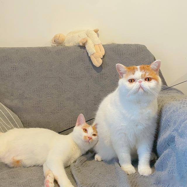 猫进家门赖着不走,女子电梯贴失猫招领走红,网友起哄养下去