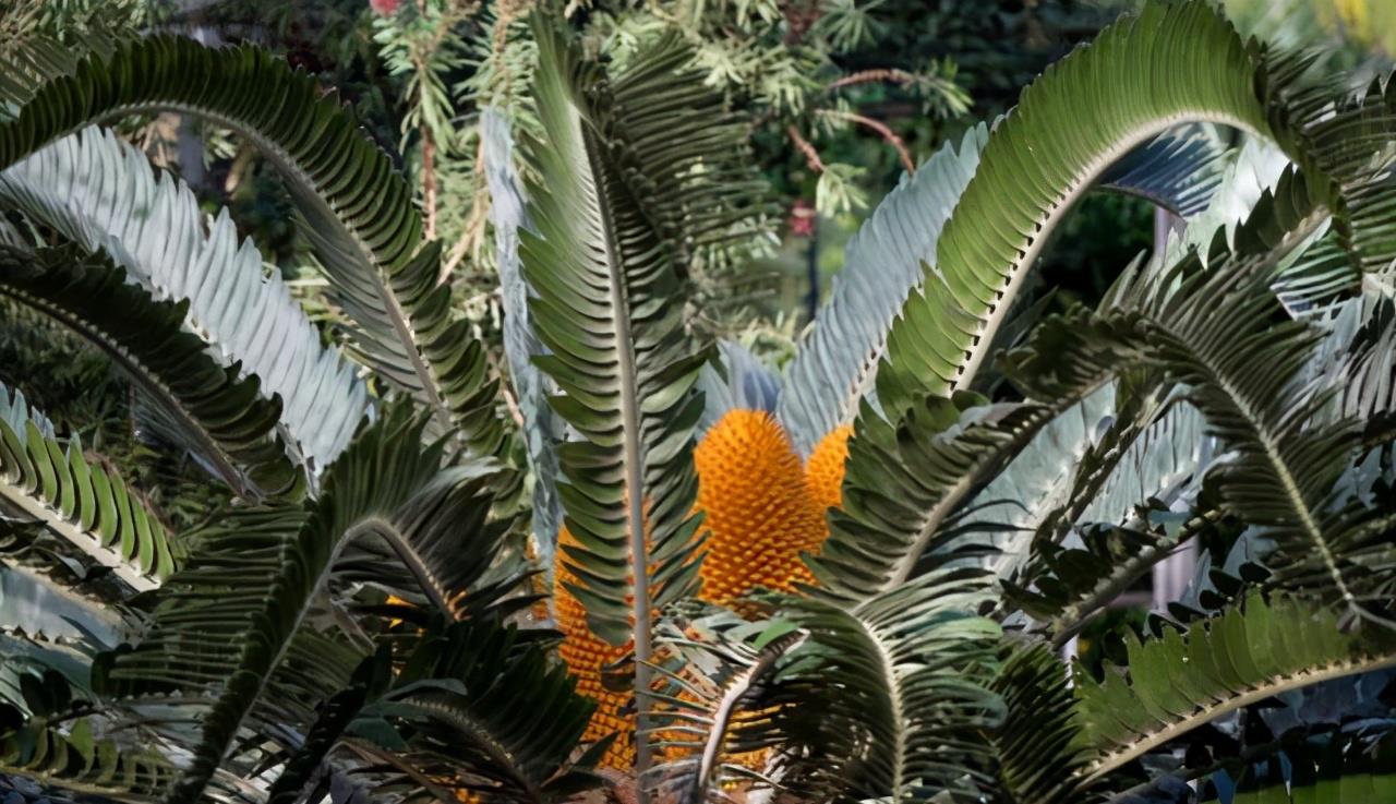 后代 人类为什么要让动物回交，回交有什么好处？