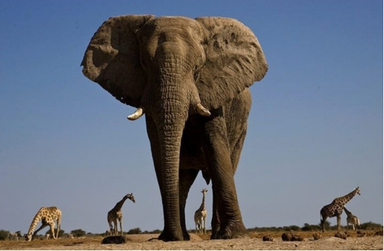 大象 明明是食草动物,为何大象能杀死鳄鱼?它们真的没有天敌吗?