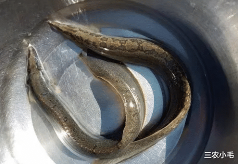 |神似泥鳅却带“暗器”，过去钓到常踩死扔掉，现在百元1斤少人养