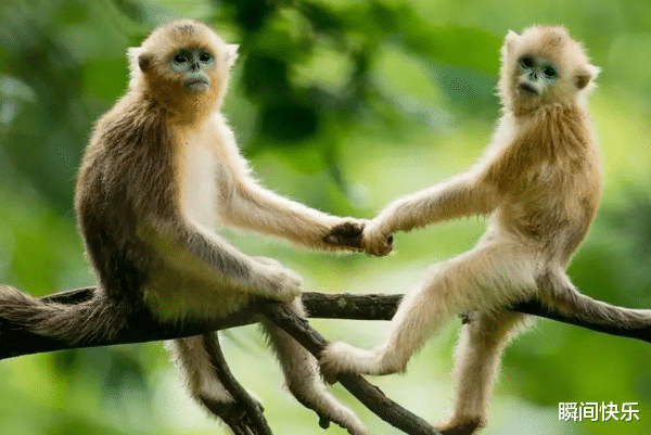 瞬间快乐|十猴九不全是真的吗?这几月出生的属猴人,命里藏金,一生富贵