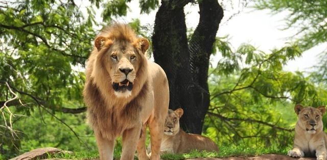 鬣狗 比人类压力还大的雄狮到底多悲惨？一生征战，打不动时死期就到了