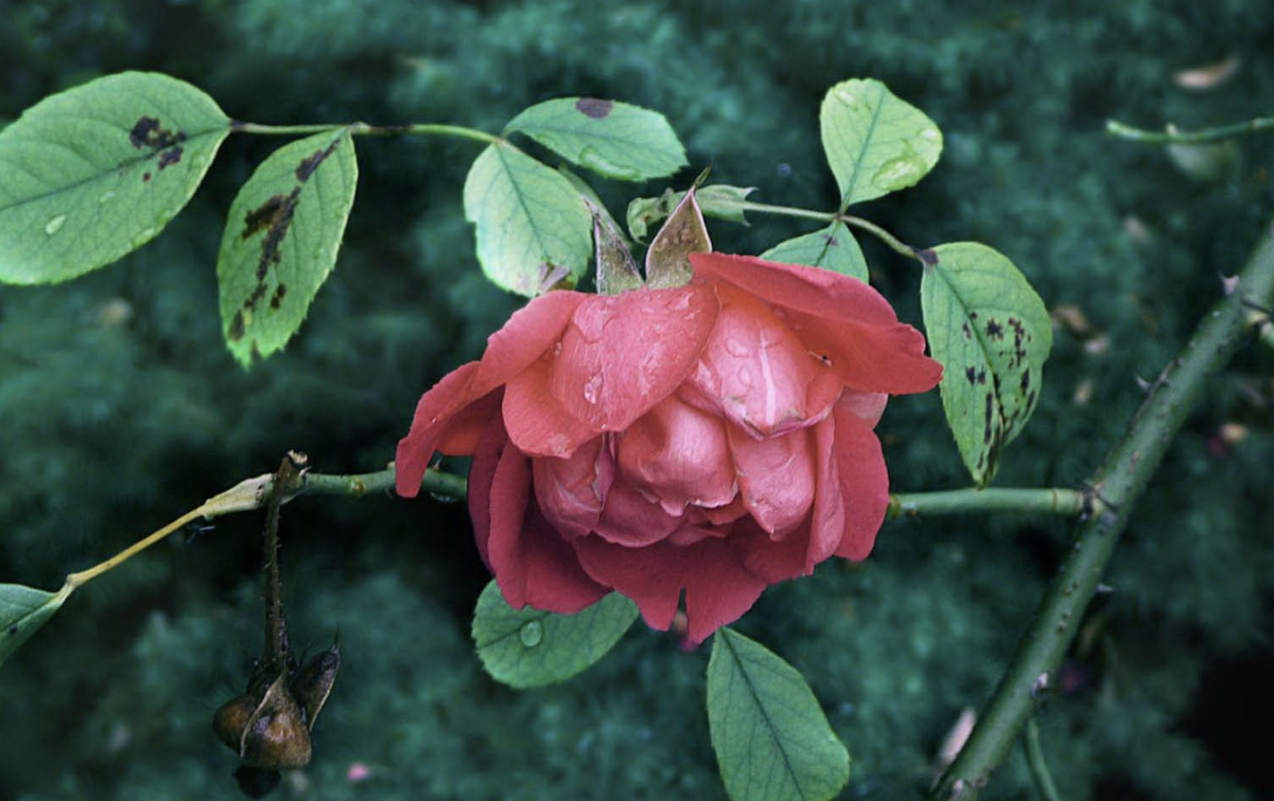 生肖夜梦|9月上旬,月老推动,喜鹊啼鸣,3大生肖爱情回头笑,幸福要来到
