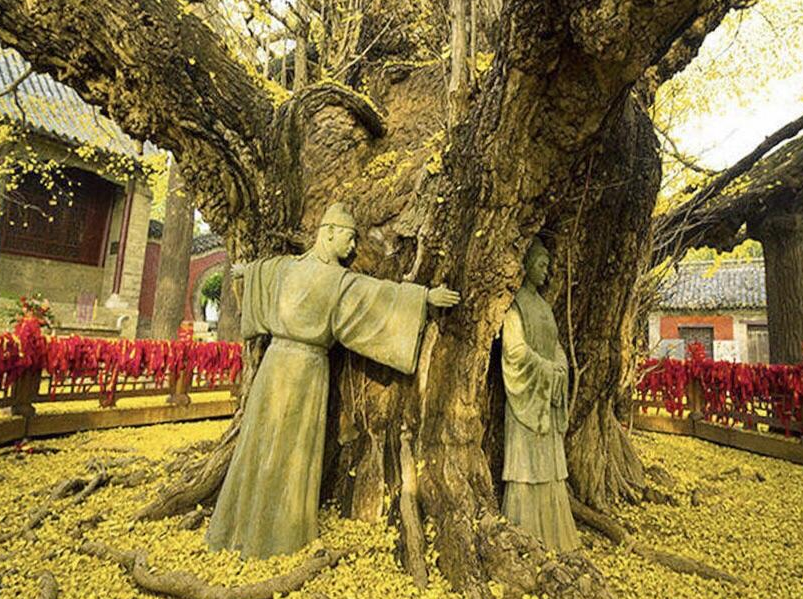 山东省 山东一千年风景区，素有“天然氧吧”之称，如今游客罕至将为3A