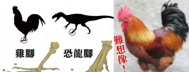 恐龙 恐龙和鸡真的有亲缘关系？科学家让鸡长出恐龙脸，伦理学家担忧了