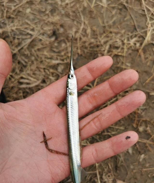 恐龙蛋|在大别山发现奇鱼，体型细长似利箭，当地捕鱼者：初见