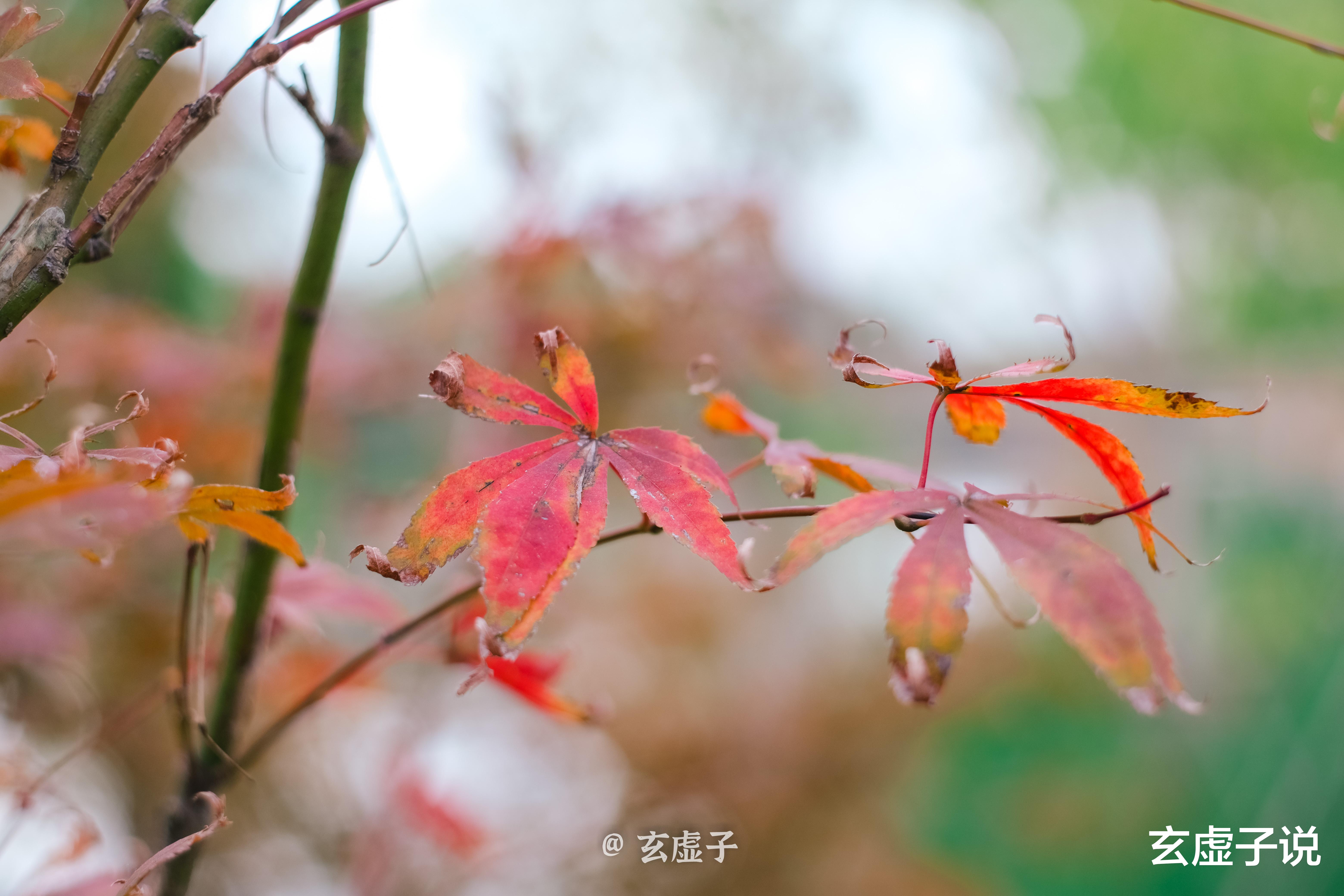 玄虚子说 玄虚子说运势：2021年10月31日行运提示