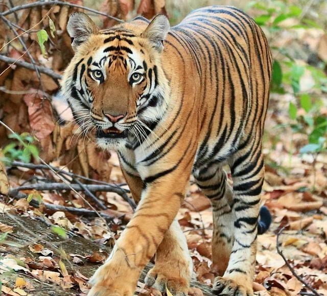 老虎 老虎的繁殖与交配：铁汉并没有柔情，冷门的知识又增加了