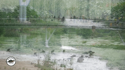 小明日常 恩怨情仇,新加坡两大水獭帮派的世纪之战