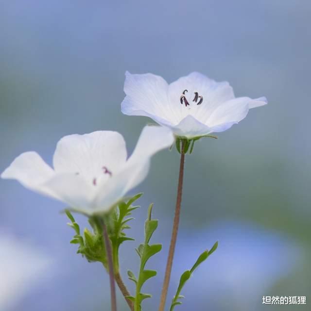 坦然的狐狸|人这一辈子，累了痛了的时候，记住这两个字