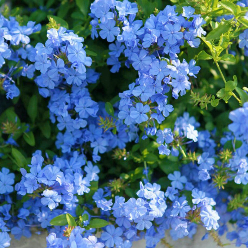 7㎡小阳台，改造成19楼的空中小花园，天天宅在家不想出门了