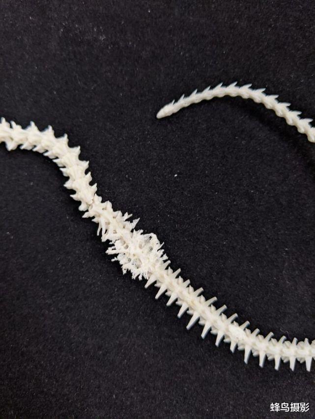 30张罕见的照片,鸟居然可以坐着吃饭,图2这猫是地球生物吗