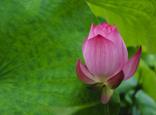 星临天下|7月19日开始，霉运走好运来，4属相鸿运当头，日子甜甜蜜蜜