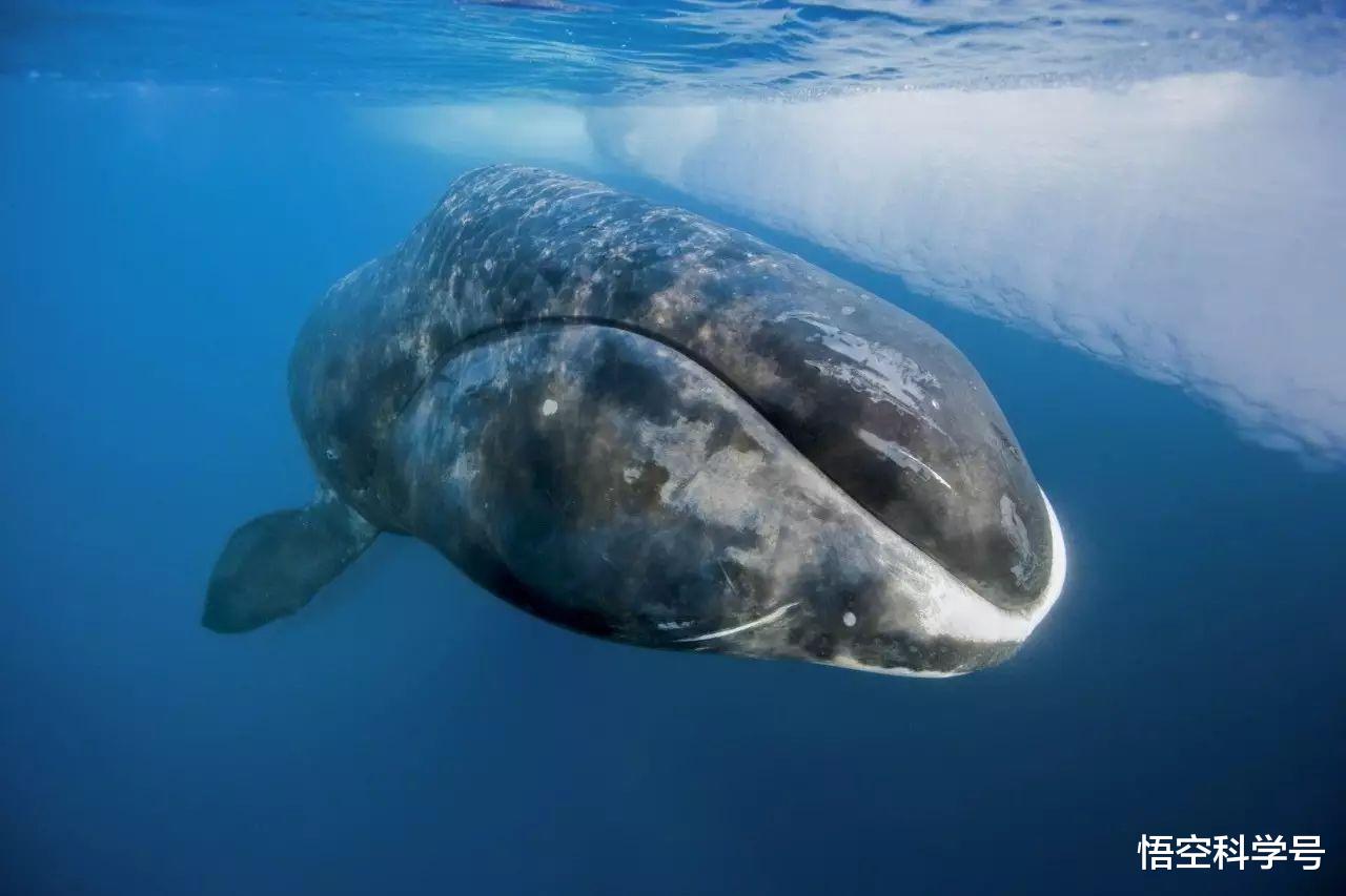 北极熊 156岁才能交配，腹中找到北极熊尸骸，小头睡鲨到底有多凶猛？