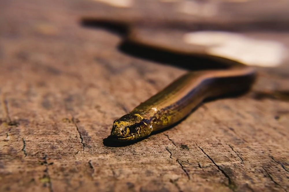 环球视野秘闻|若是被毒蛇咬伤后，将吸血虫放在伤口处，能吸出毒液吗？