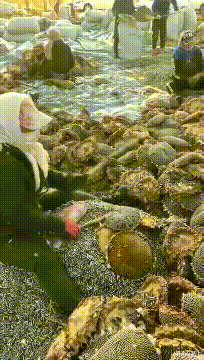 刘海 “这是我们村的流水席，还有谁不服？”哈哈哈看来都虚得很啊