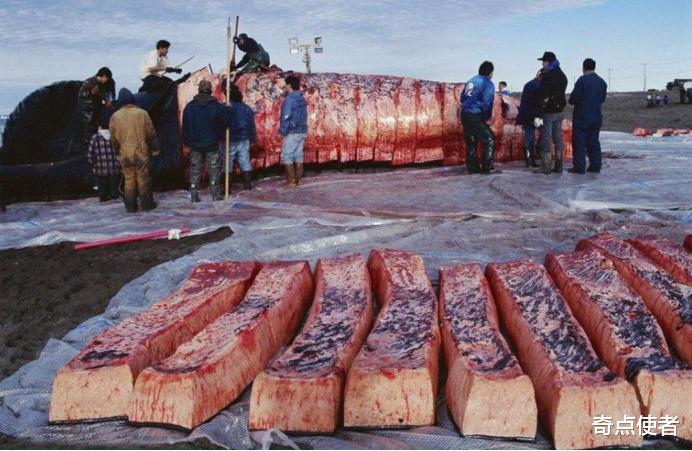 北极 来历成谜的爱斯基摩人,为何吃生肉却不生病?其实他们很少活60岁