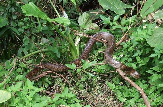 科学家 菜花蛇没毒，凭什么被称为“百蛇之王”？别的毒蛇反而还怕它？