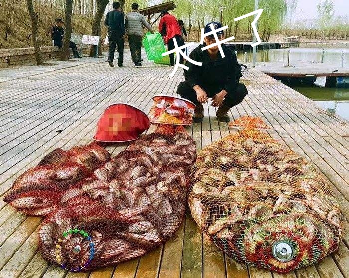 饵料|黑坑钓鲤鱼不得不说的秘密，这是空军到坑冠的转变。